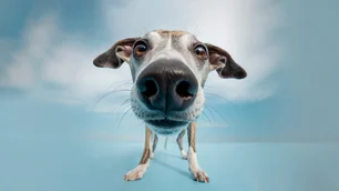 Imagem referente à matéria: Seu cachorro julga você — e a ciência provou