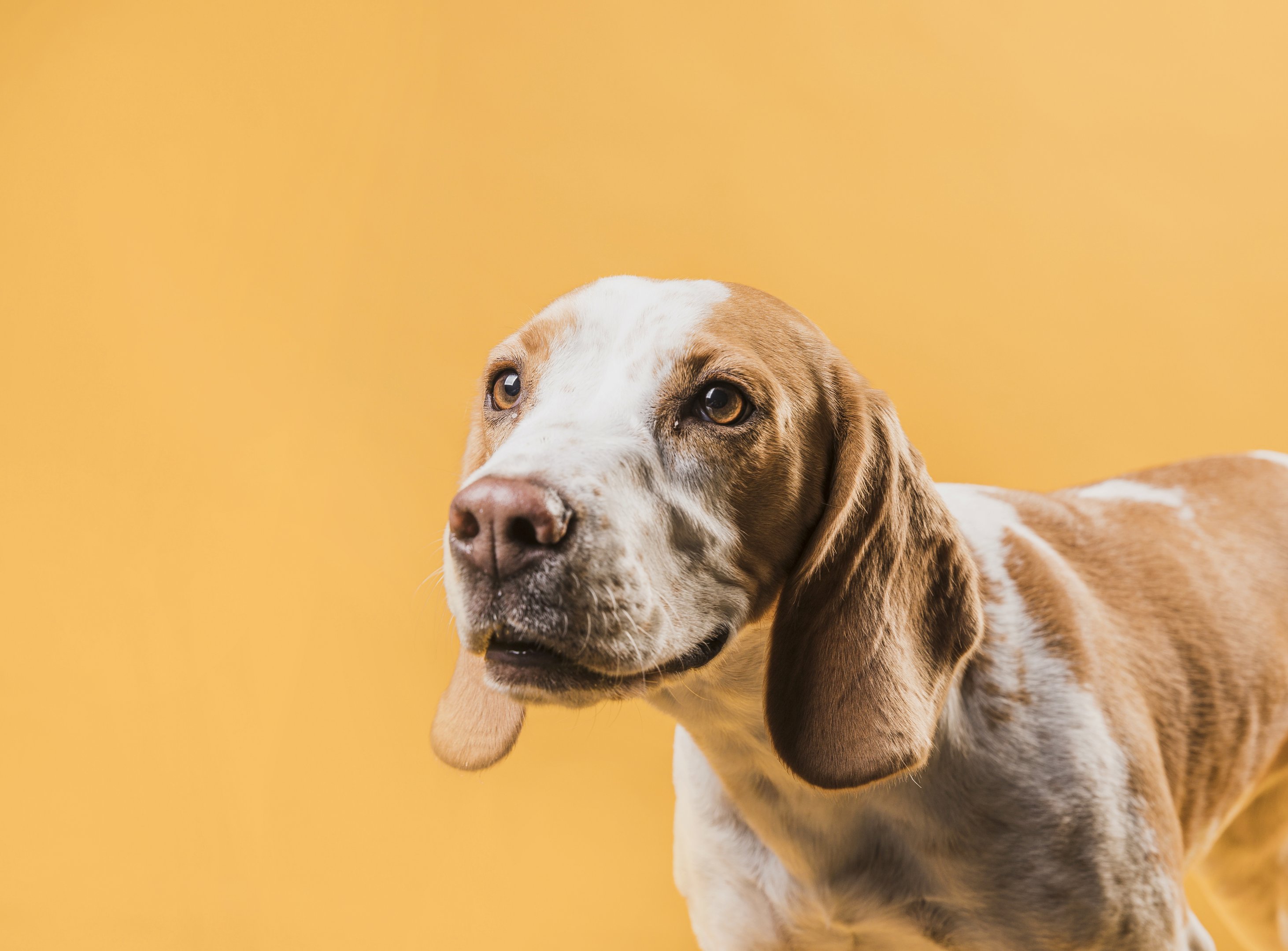 Cientistas descobrem motivo de gesto fofo de cachorros
