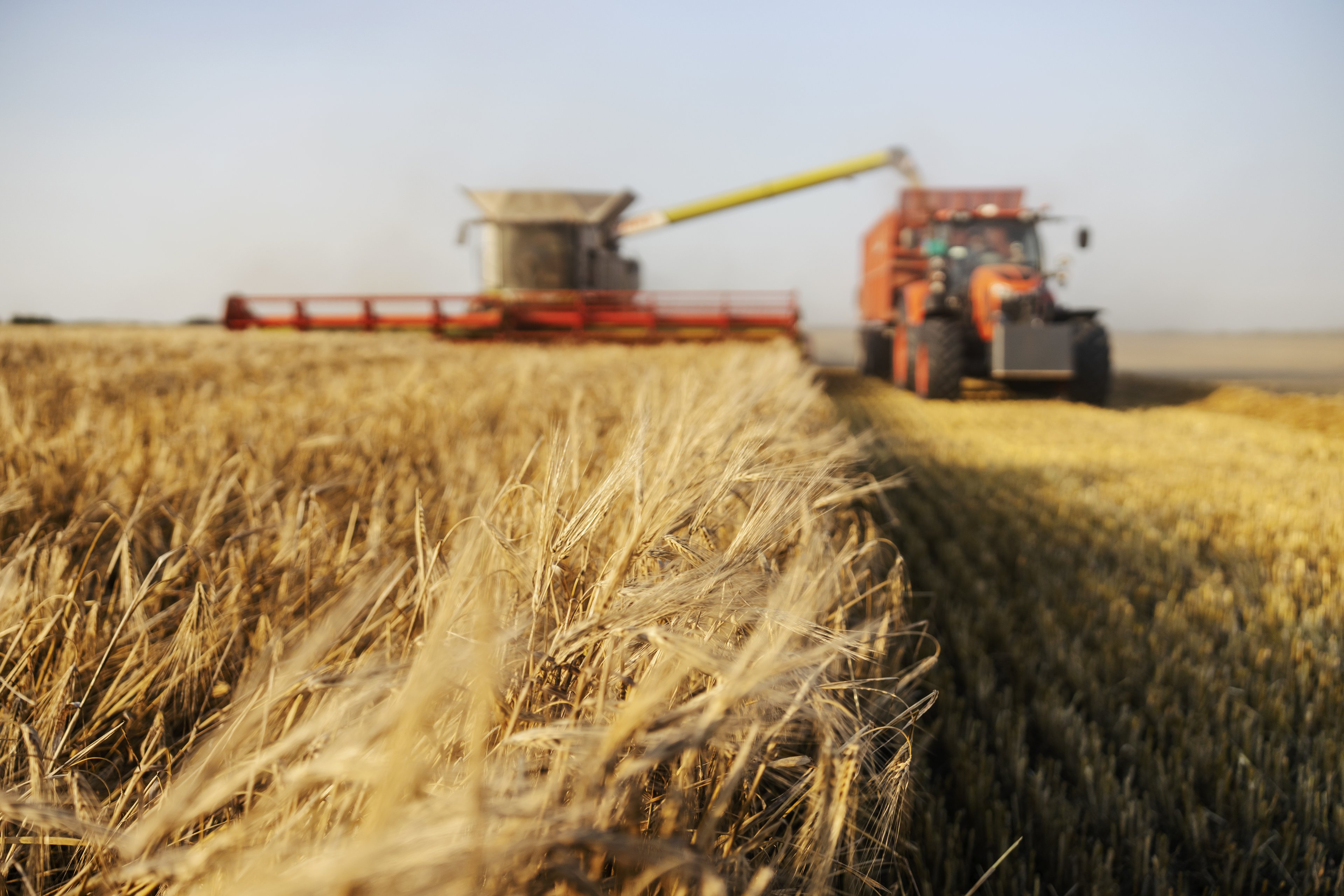 Argentina caminha para uma safra recorde de trigo — se o La Niña deixar