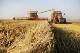 Argentina caminha para uma safra recorde de trigo — se o La Niña deixar