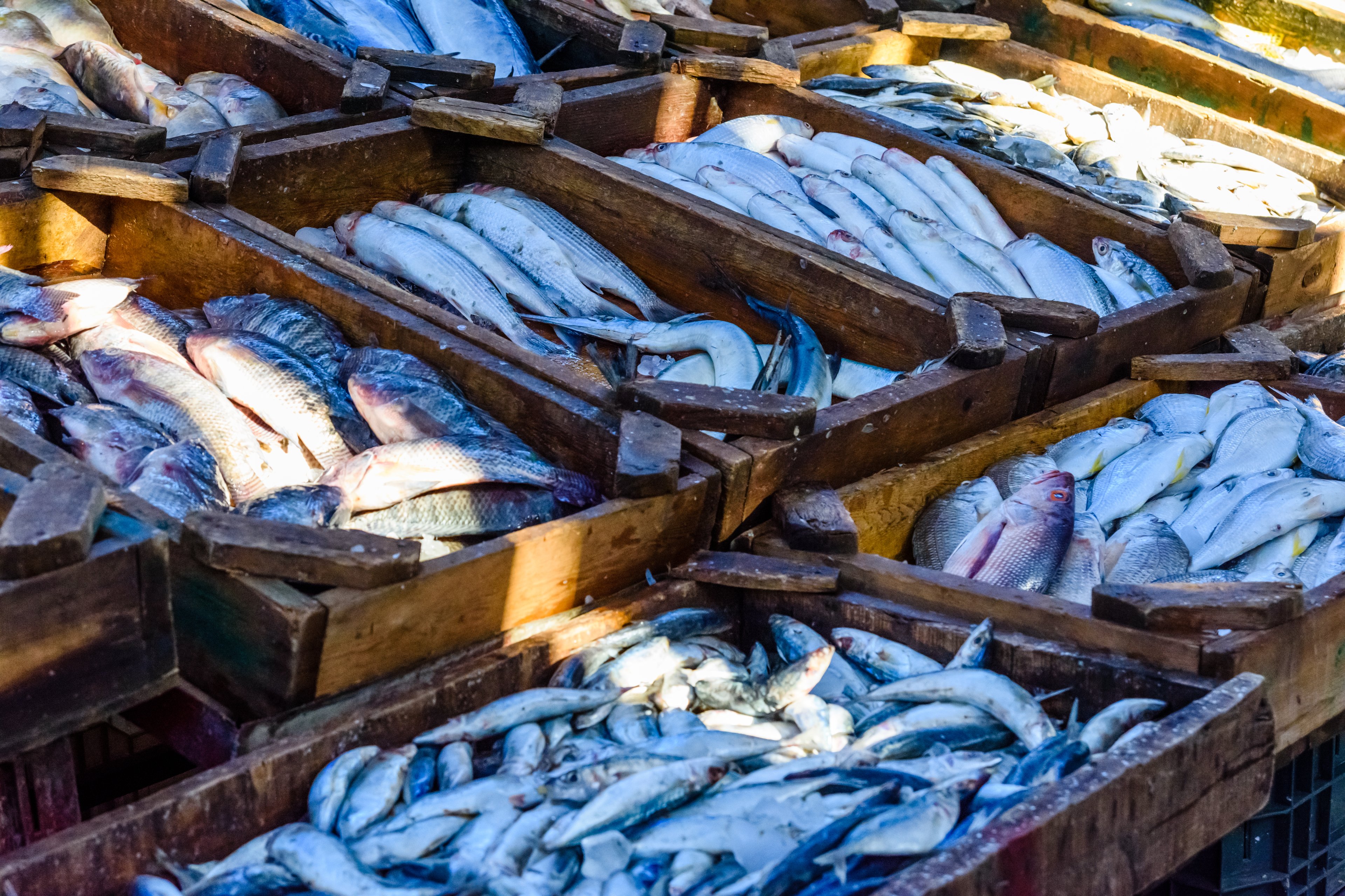 Agro brasileiro pode perder R$ 14,8 bilhões em 2026 com tarifas dos EUA