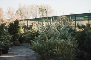 O drama das árvores de Natal nos EUA — um setor de US$ 550 milhões em crise