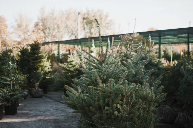 Imagem referente à notícia: O drama das árvores de Natal nos EUA — um setor de US$ 550 milhões em crise