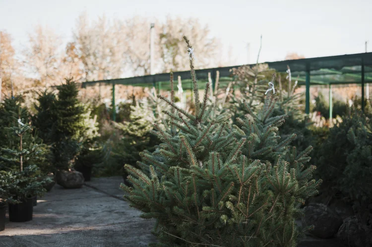 Árvores de natal: número de fazendas dedicadas ao cultivo de árvores de Natal caiu quase 30%, para cerca de 10 mil (Freepik)