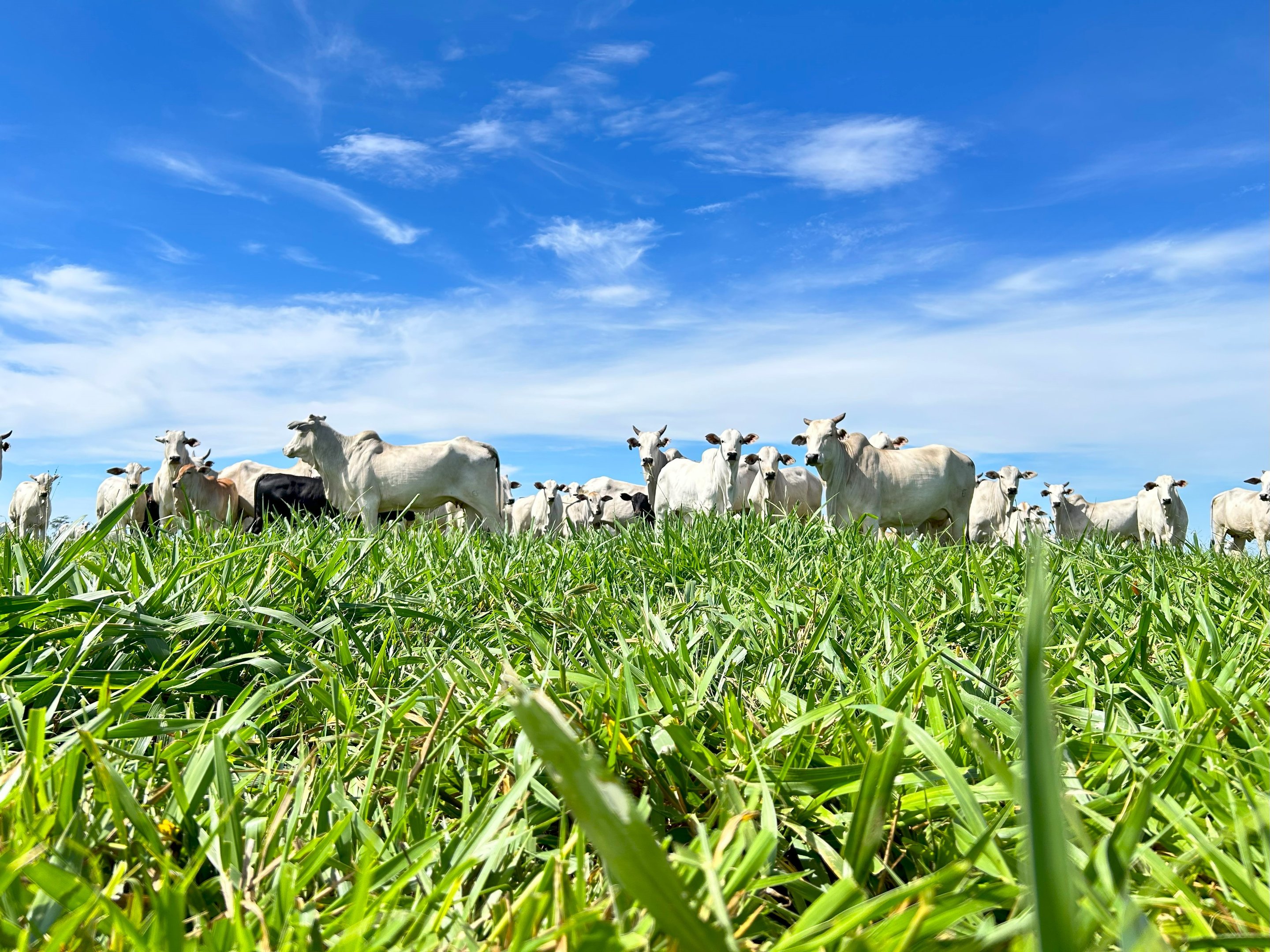 Pecuária e safra recorde de grãos impulsionam PIB do agro no 3º tri