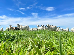 Pecuária e safra recorde de grãos impulsionam PIB do agro no 3º tri