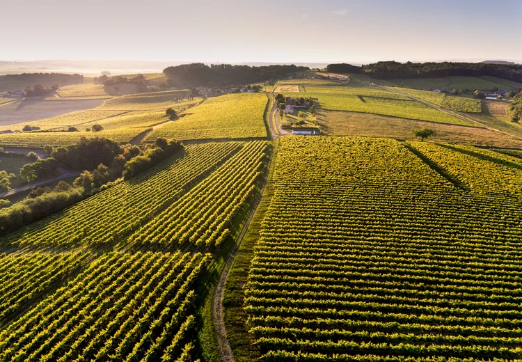 Hennessy: 52% da produção de conhaque no mundo é feito pela marca da LVMH (Divulgação/Divulgação)