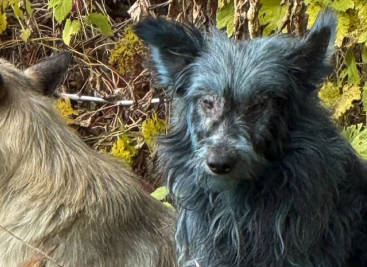 Banheiros químicos podem ser responsáveis pelos cachorros azuis de Chernobyl