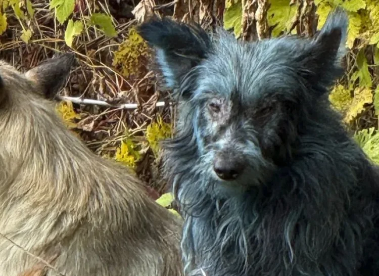  (Clean Futures Fund/Reprodução)