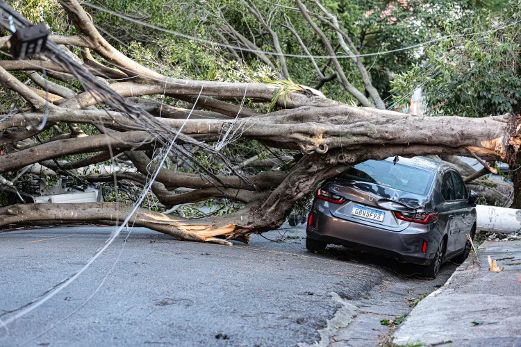 Vila Mariana: queda de árvores sobre carros na rua Paula Ney (Paulo Pinto/Agência Brasil/Agência Brasil)