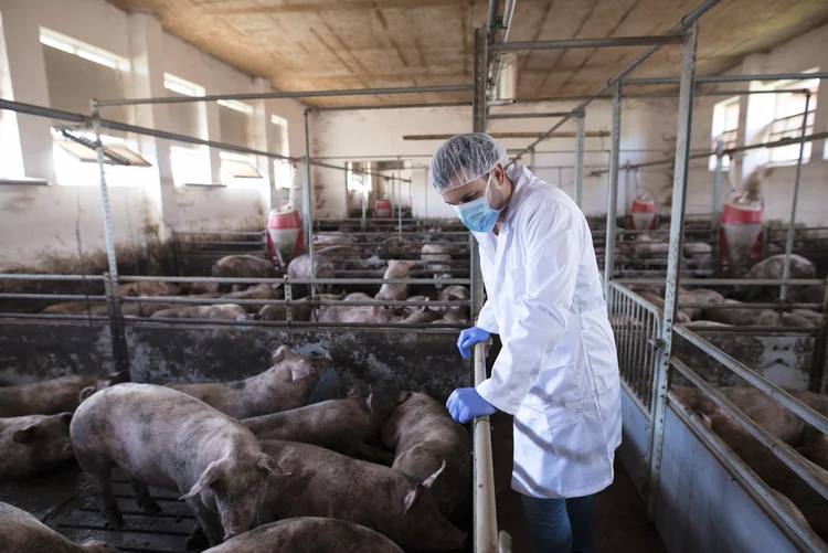 Carne suína: para 2025, a projeção aponta embarques de até 1,49 milhão de toneladas — alta de até 10% em relação ao ano anterior (Freepik)