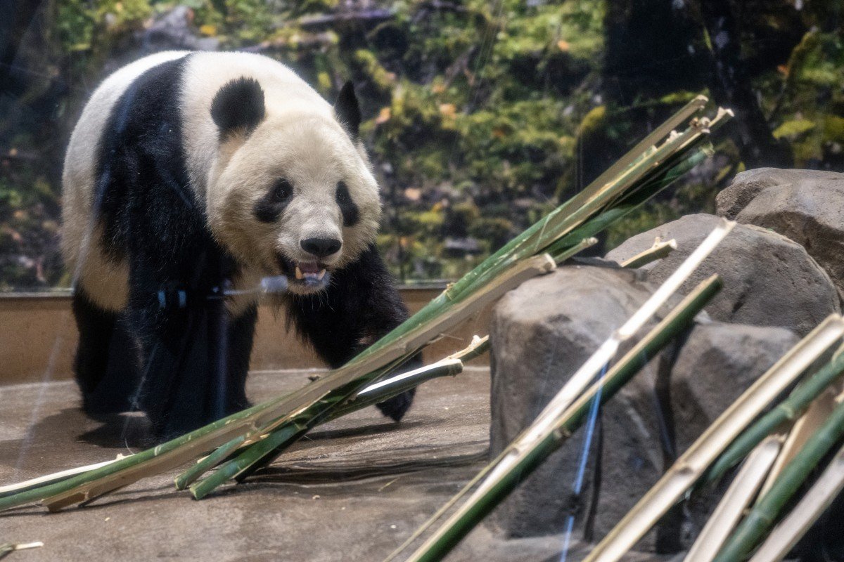 Japão fica sem pandas pela primeira vez em mais de 50 anos