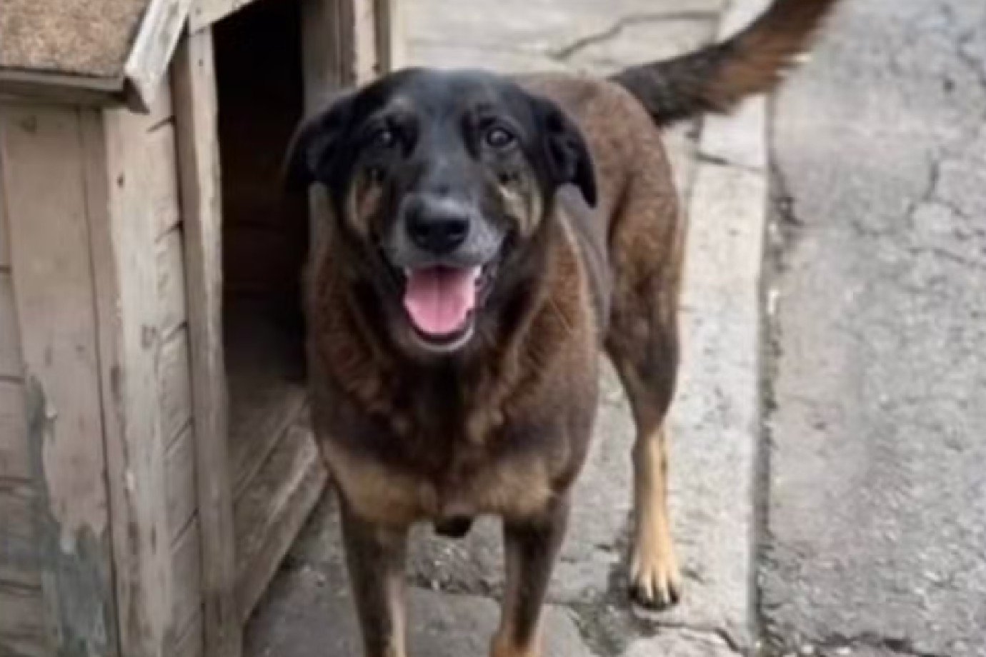 Quem é 'Orelha'? Conheça a história do cão comunitário assassinado em SC