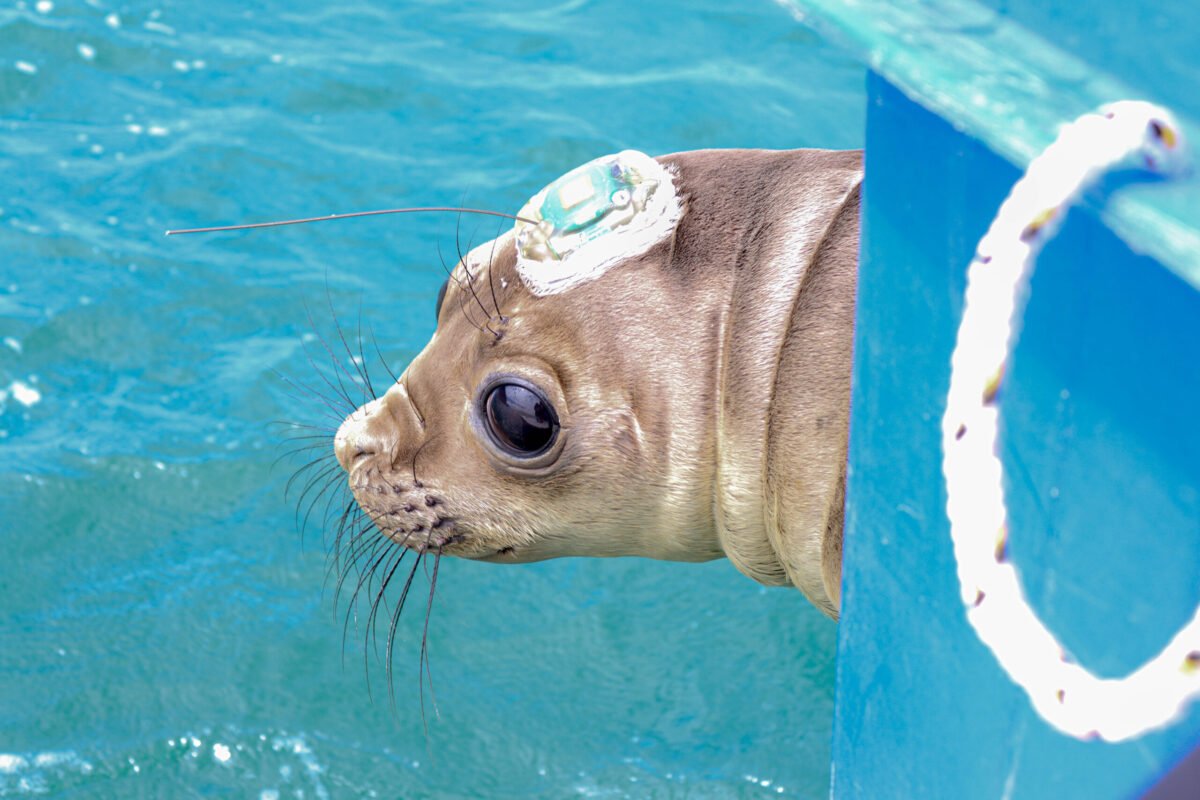 Filhote de elefante-marinho retorna a natureza após período de reabilitação no Paraná