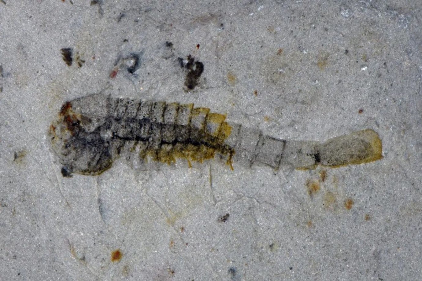 Fósseis de 512 milhões de anos achados na China revelam espécies inéditas