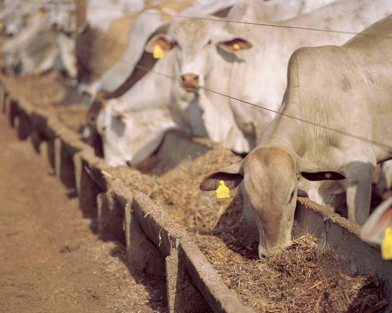 Por que as ações da dona da Tortuga caíram após venda de 2,2 bilhões de euros