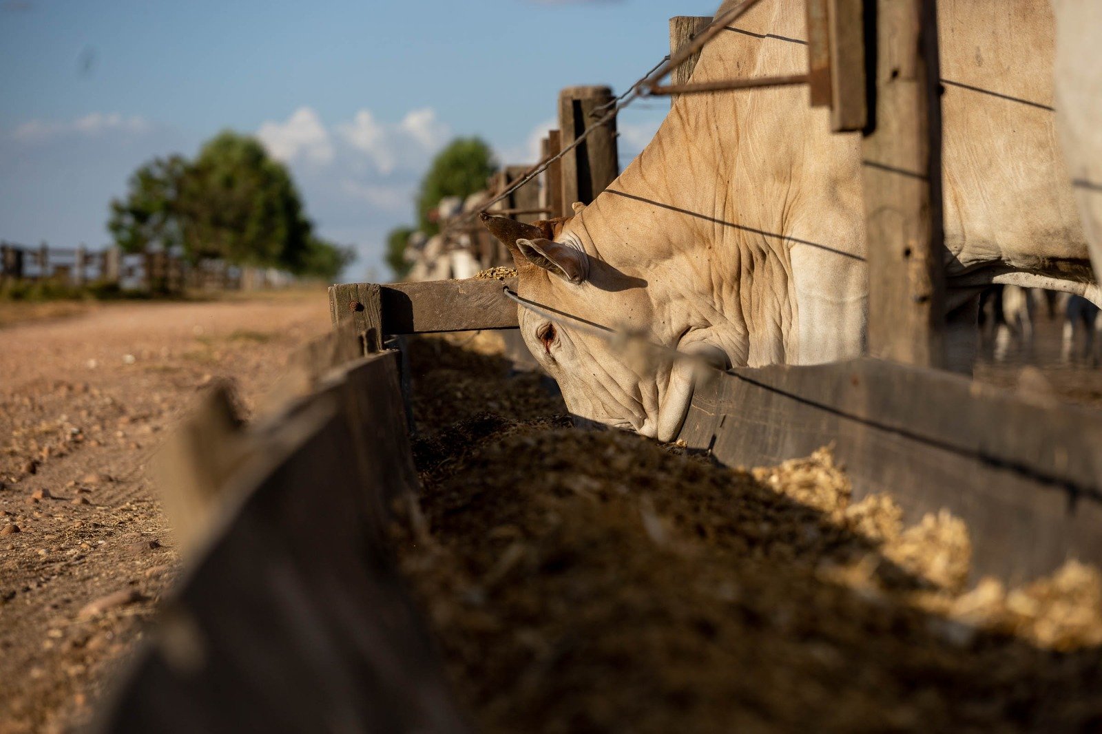 Por que o pênis bovino virou aposta do Mato Grosso para ampliar exportações