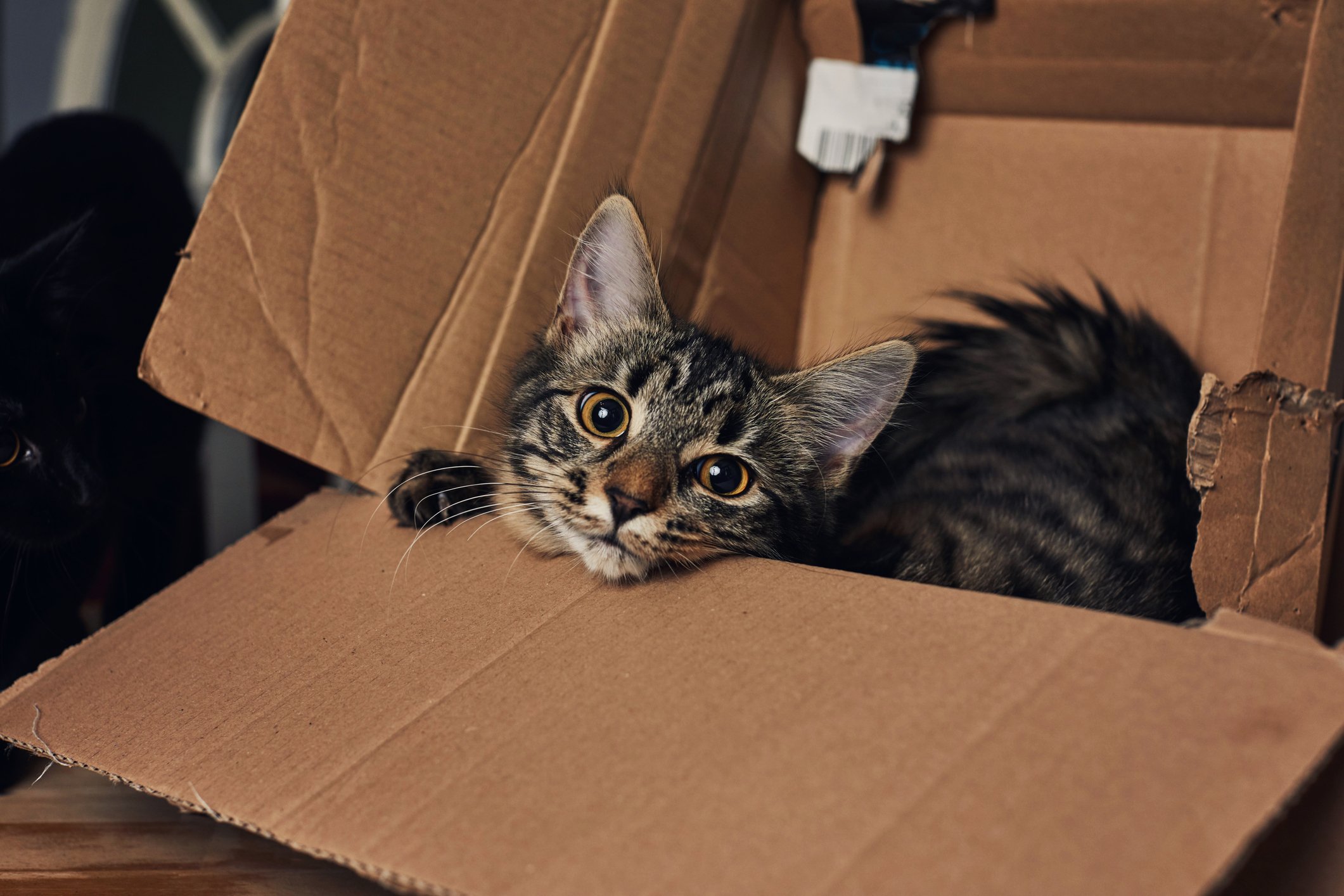 Maior gato de Schrödinger do mundo desafia os limites da física