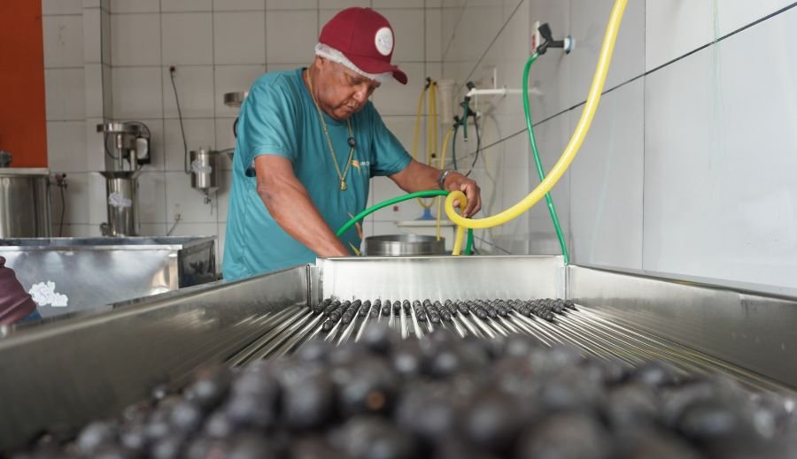 Produção de Açaí em Roraima
