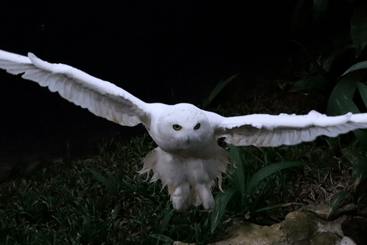 ONU declara 40 novas espécies protegidas, incluindo 'coruja de Harry Potter'