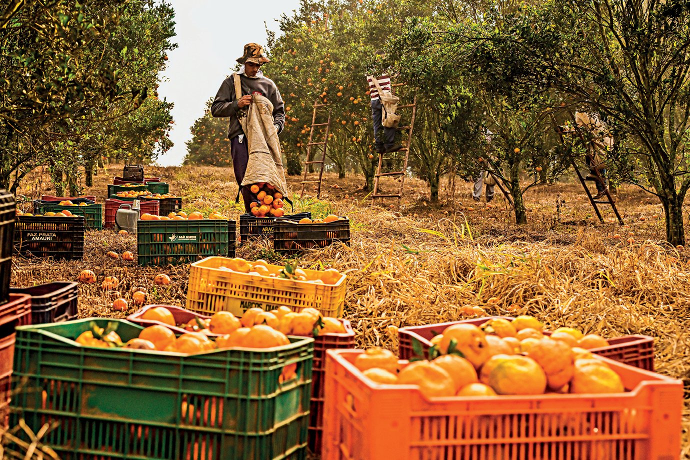 China autoriza importação de polpas de frutas do Brasil