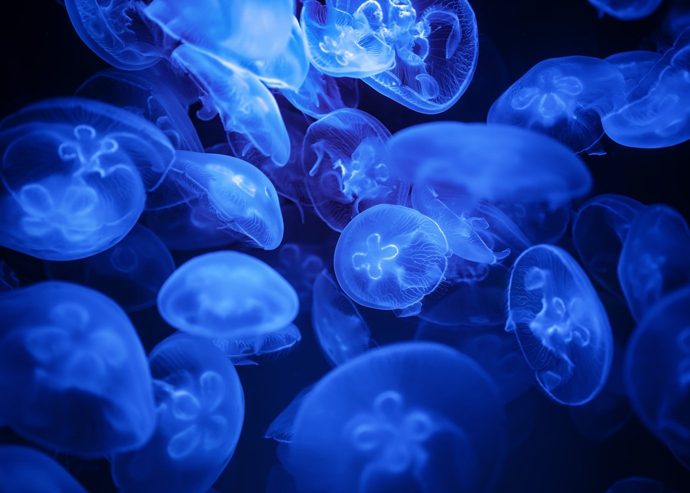 Algas bioluminescentes viram 'luz viva' em estruturas impressas em 3D