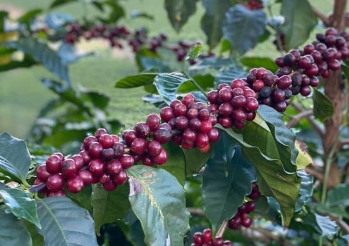 O café de 100 gramas que custa R$ 10 mil — e vale R$ 1.400 por xícara
