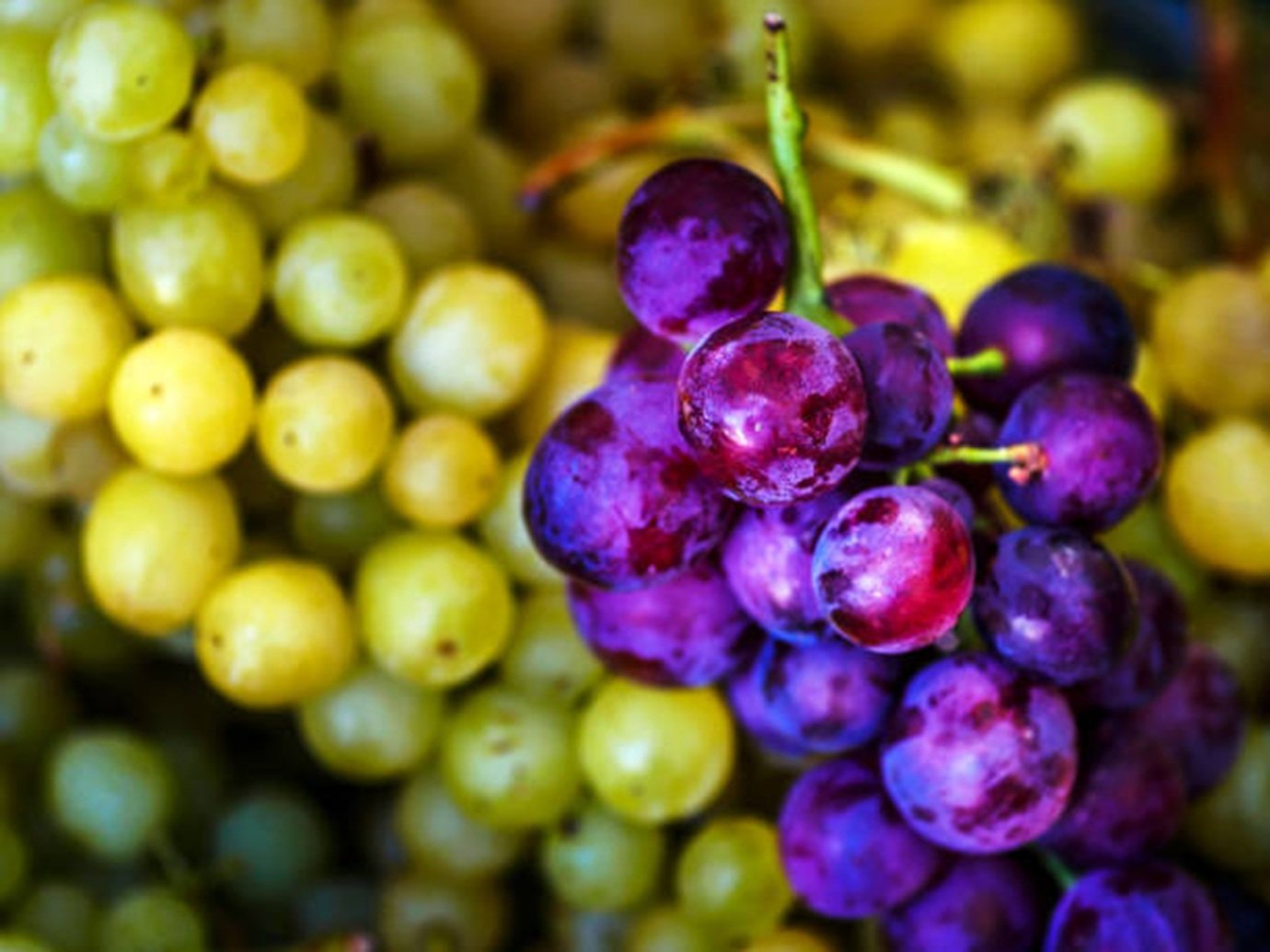 Como as uvas podem 'reprogramar' a proteção natural da pele