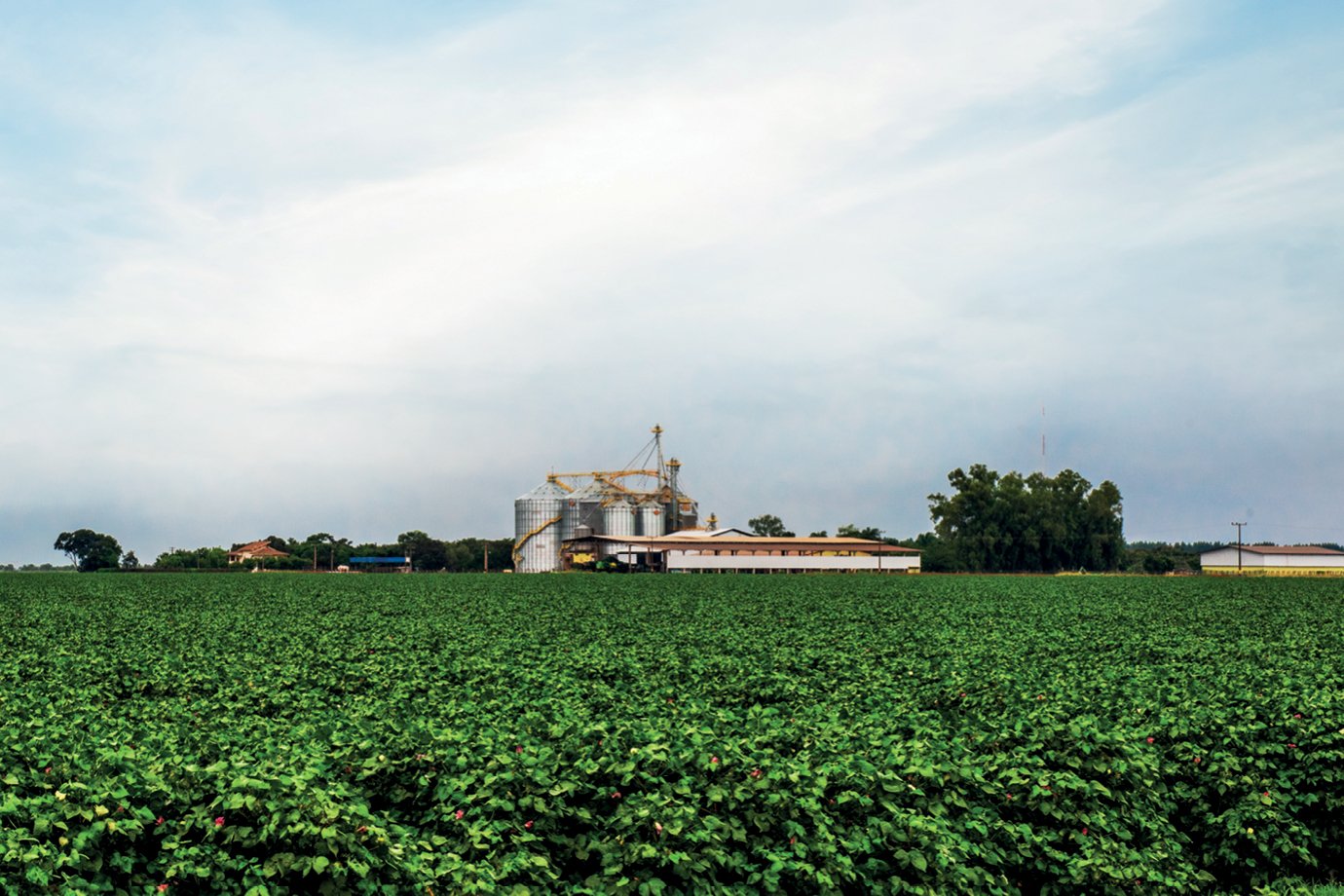 Cooperativas do agro desafiam a crise e movimentam R$ 487 bilhões