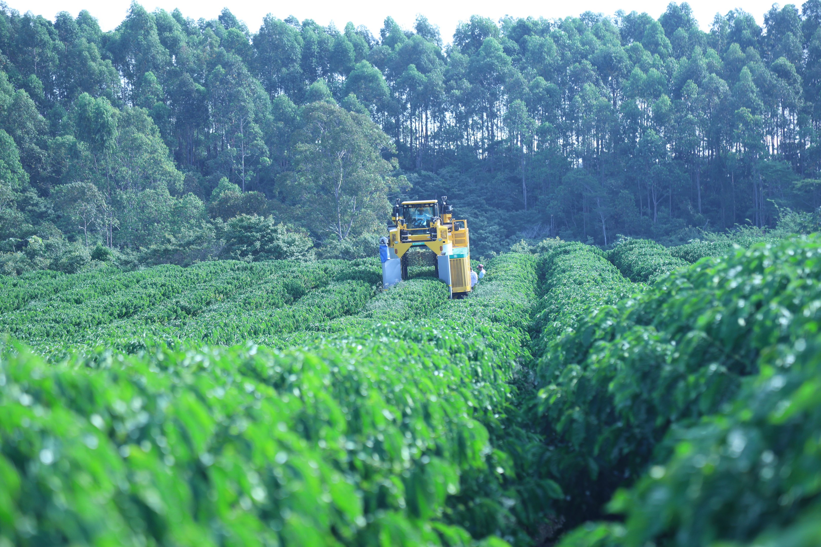 Nescafé ultrapassa metade do café global com agricultura regenerativa e acelera trabalho justo
