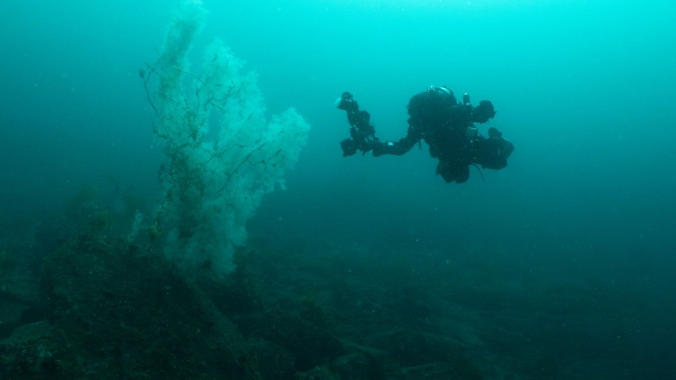 Coral negro de 4 metros pode ser um dos maiores da Nova Zelândia