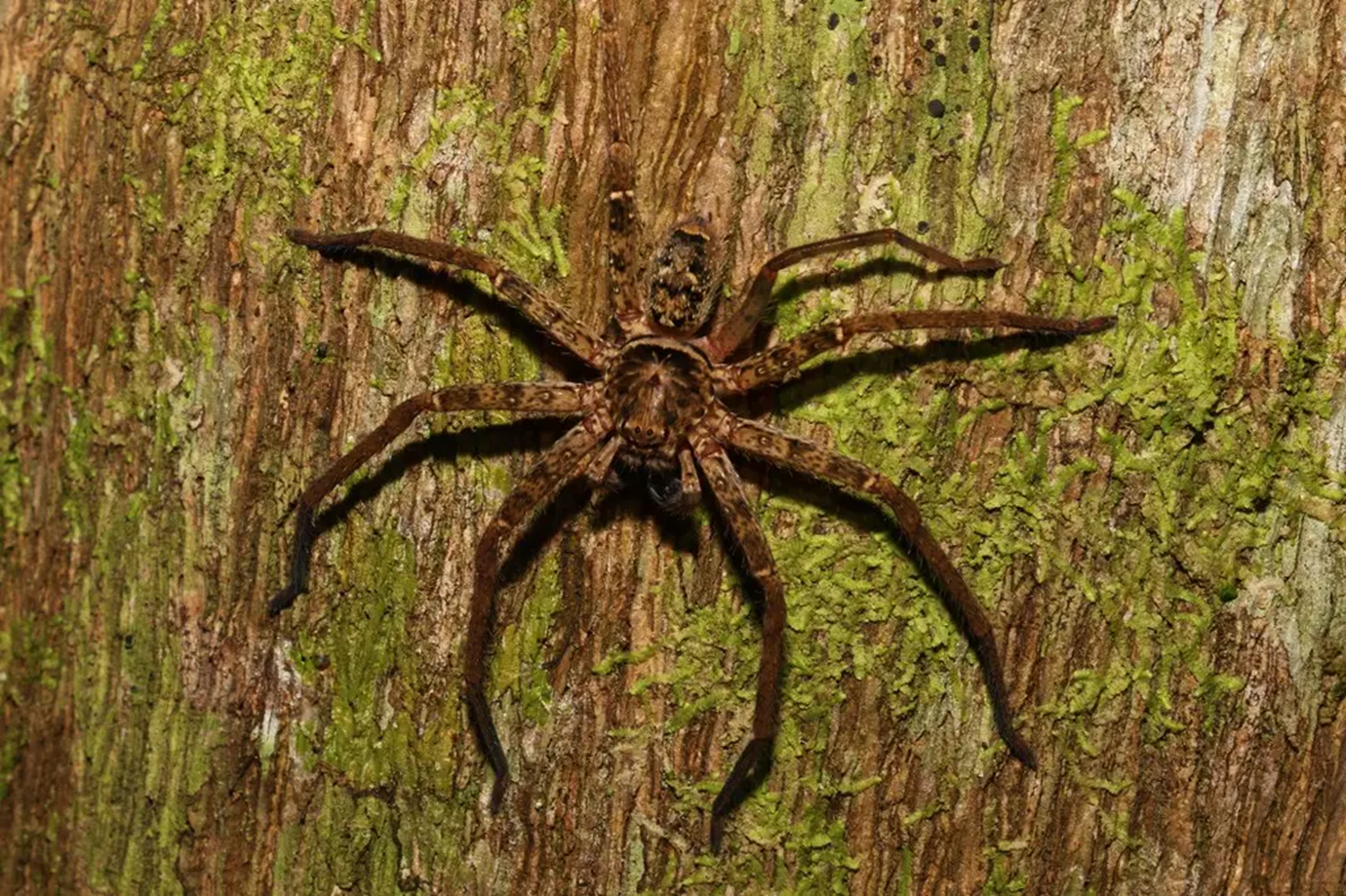 Aranha mais rápida do mundo atinge 13 km/h; o que explica o recorde?