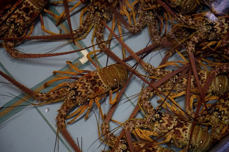 Taxada nos EUA, a lagosta do Ceará busca novo destino na América do Norte