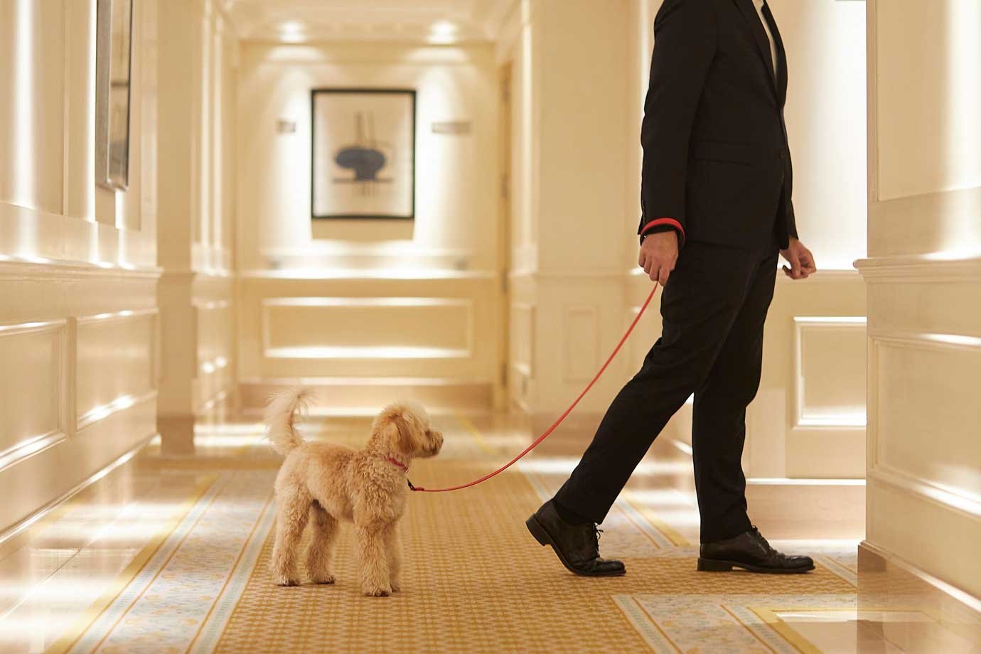 Três lugares para se hospedar com cachorros...