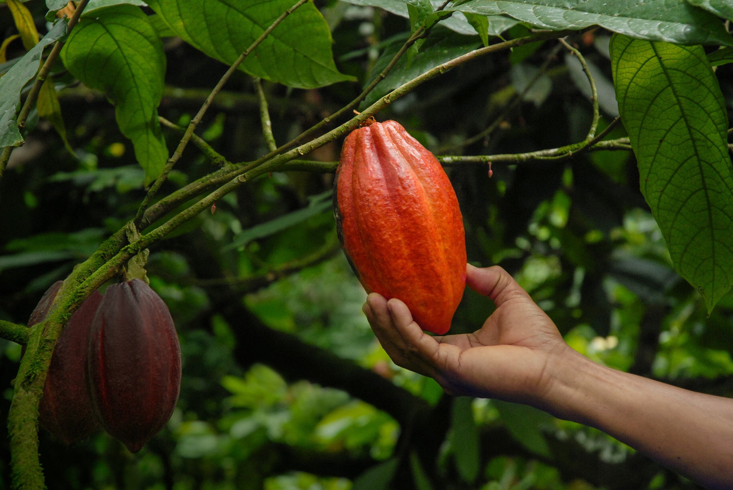 Ferrero chega a 97% de rastreabilidade de ingredientes e testa agricultura regenerativa