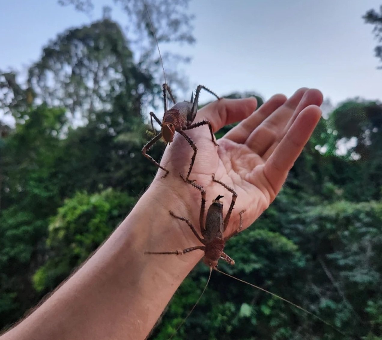 A pequena área da Amazônia que pode esconder 40 mil espécies de insetos 'inéditos'