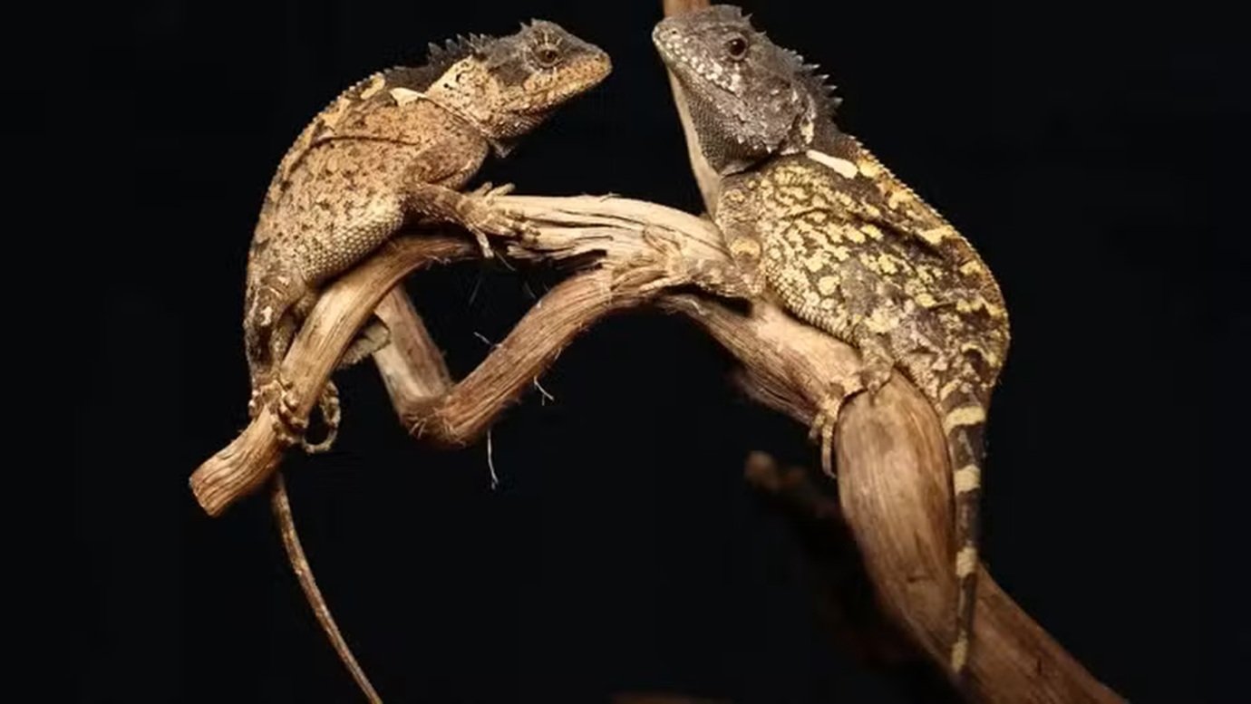 Dragão de 'Game of Thrones'? Nova espécie de lagarto é descoberta na Tailândia