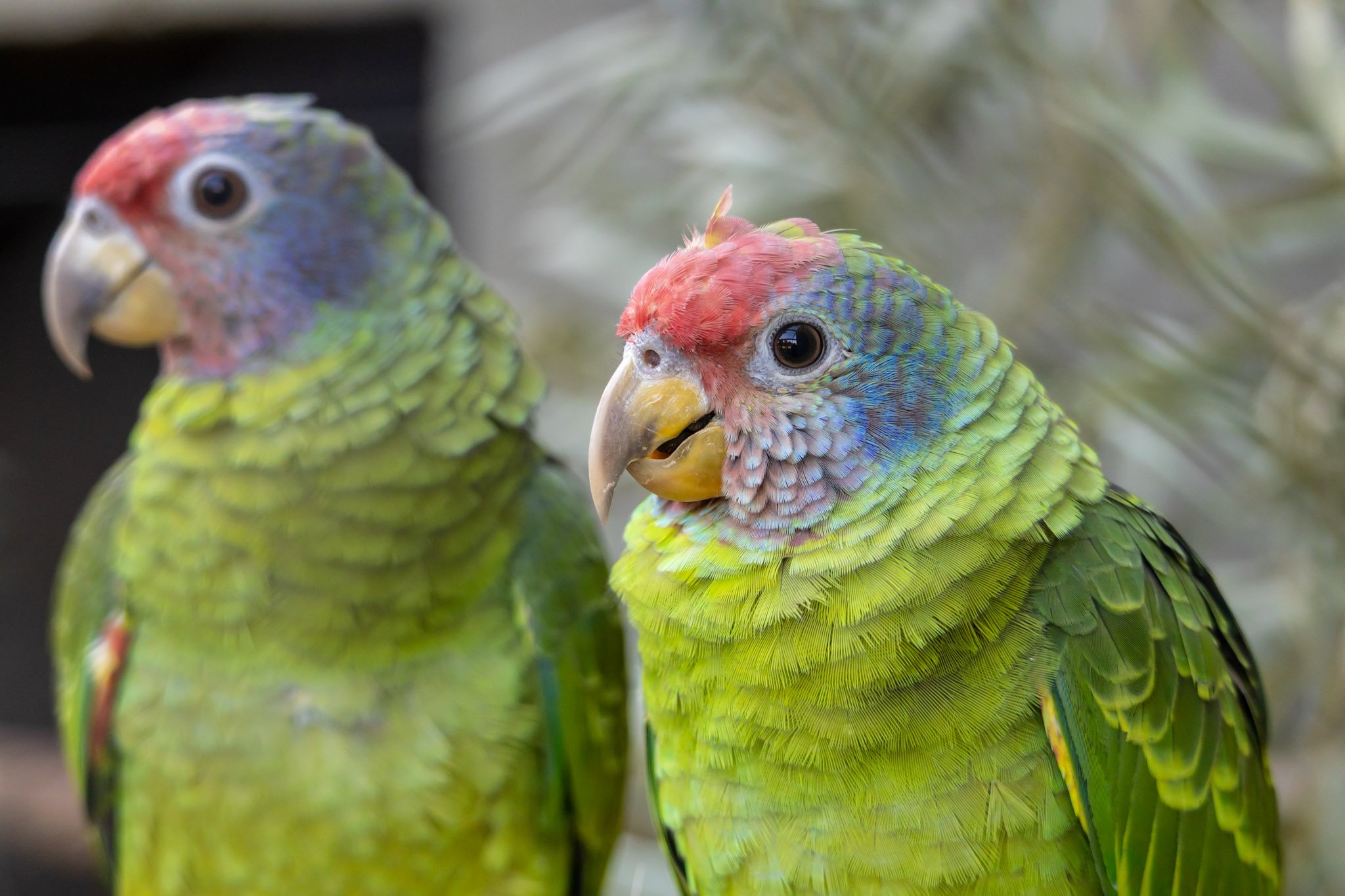 Papagaios vítimas de tráfico ganham novo espaço no Zoo de SP; veja vídeo