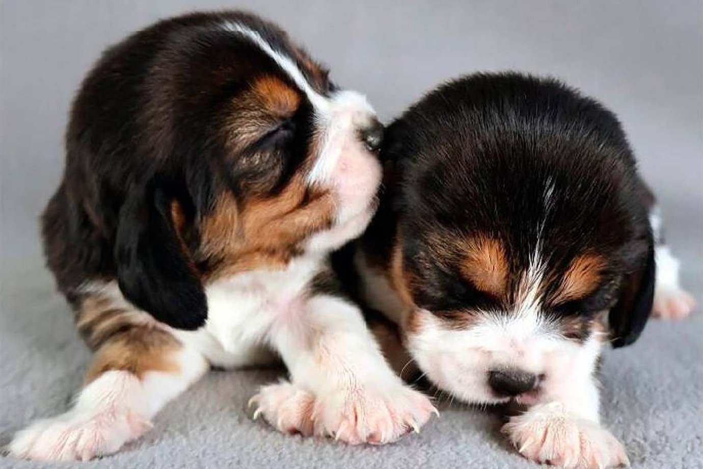 Fim da alergia a cães? Startup cria primeiros filhotes ‘hipoalergênicos’