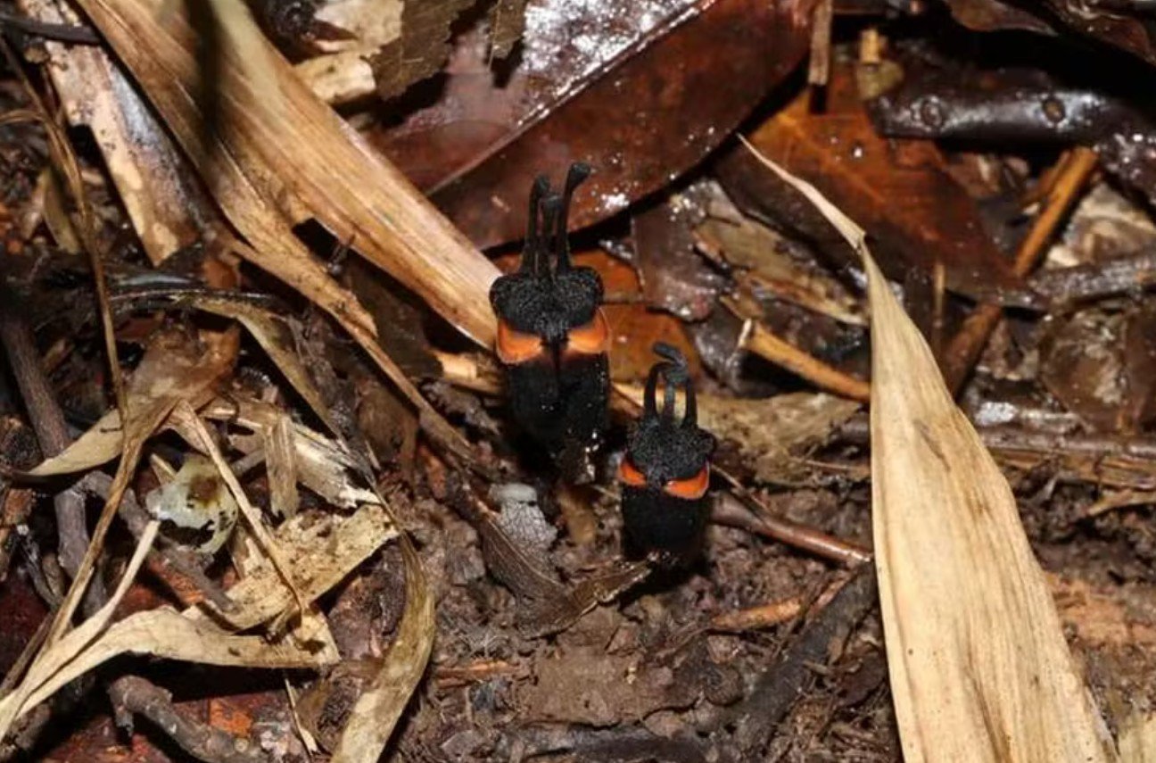 'Flor do diabo': cientistas descobrem planta com 'olhos' e 'chifres' escondida sob a terra
