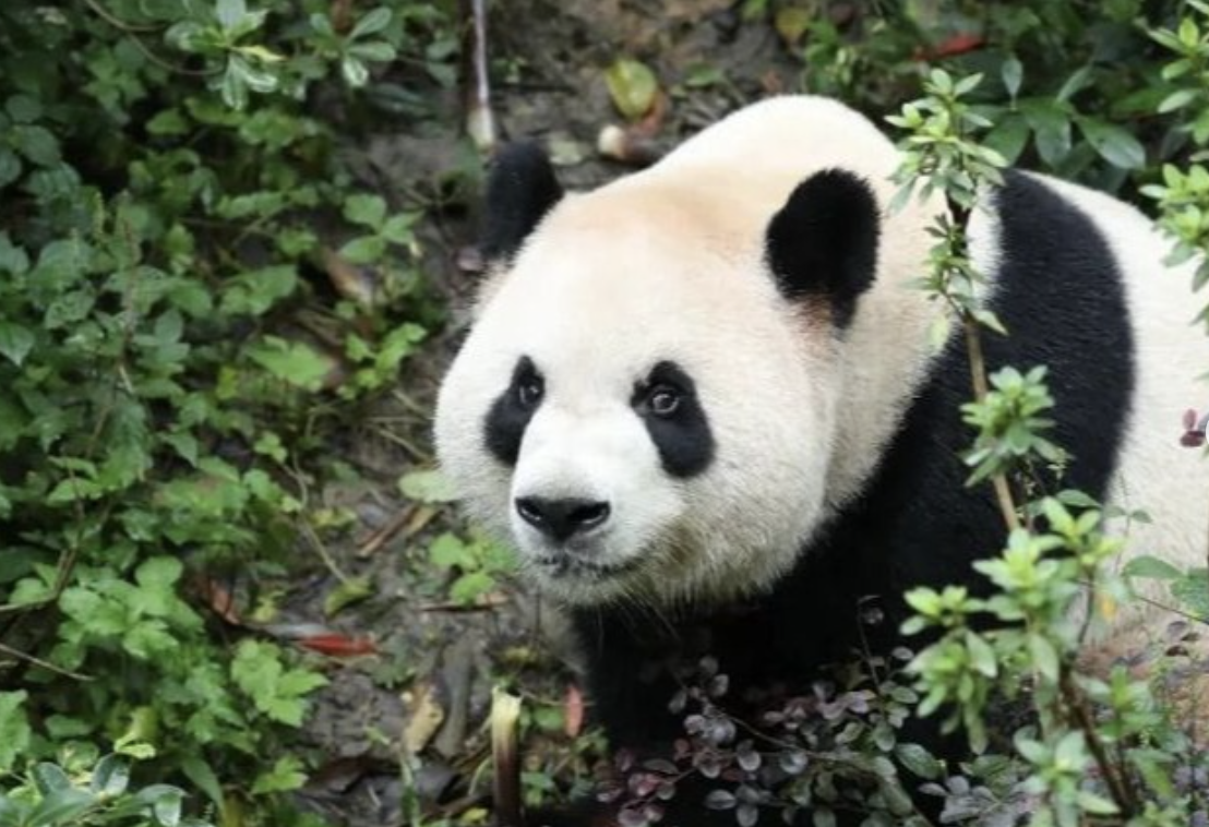 China envia pandas-gigantes aos EUA após encontro entre Xi Jinping e Donald Trump