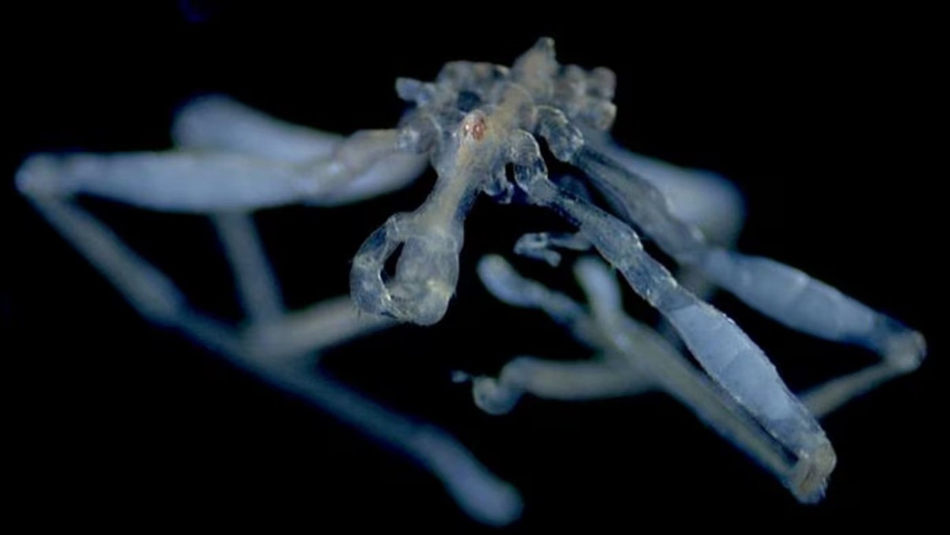 Pernas peludas, 3 lábios e olhos vermelhos: nova 'aranha-do-mar' é descoberta em mergulho