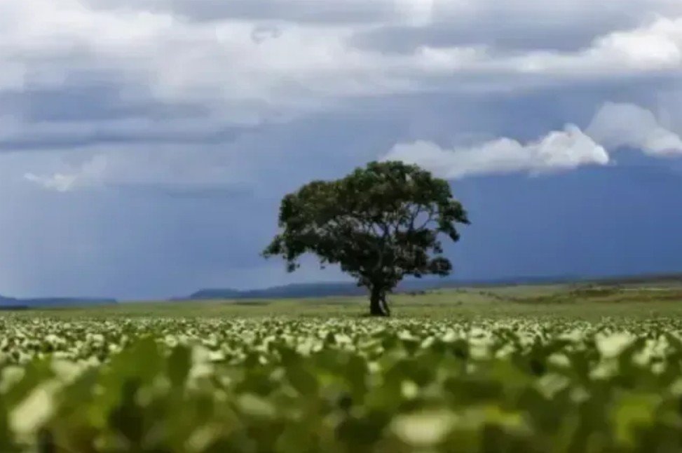 Há 200 anos, esta árvore foi plantada para salvar pessoas da fome. Hoje, ameaça florestas inteiras