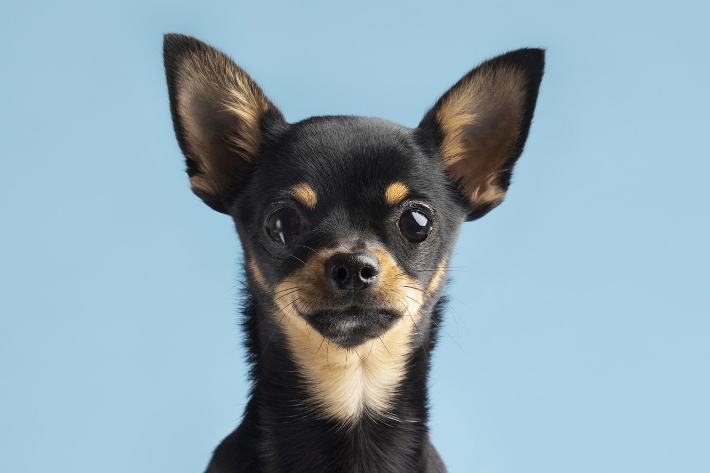 Chihuahua tem DNA de coiote? Estudo revela origem surpreendente da raça