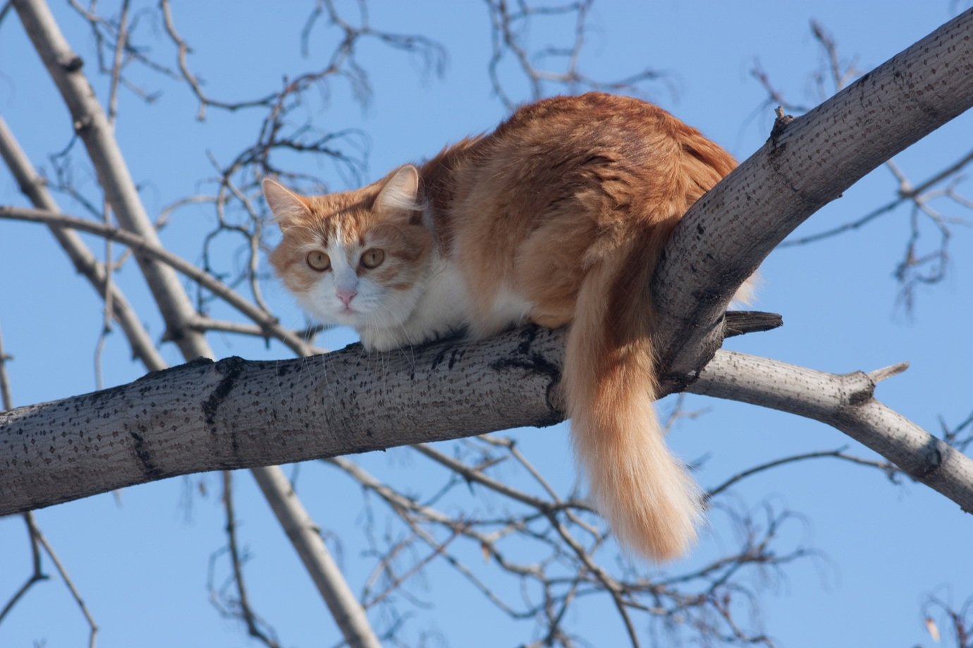 Por que gatos podem se machucar menos em quedas mais altas? A ciência explica