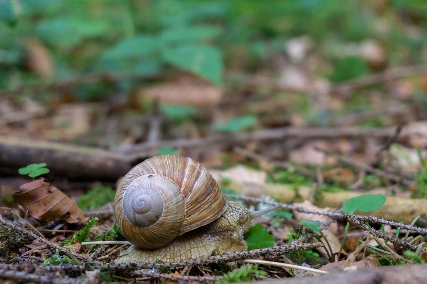 Descoberta de caracóis com proteção incomum alerta para biodiversidade ameaçada em Montenegro