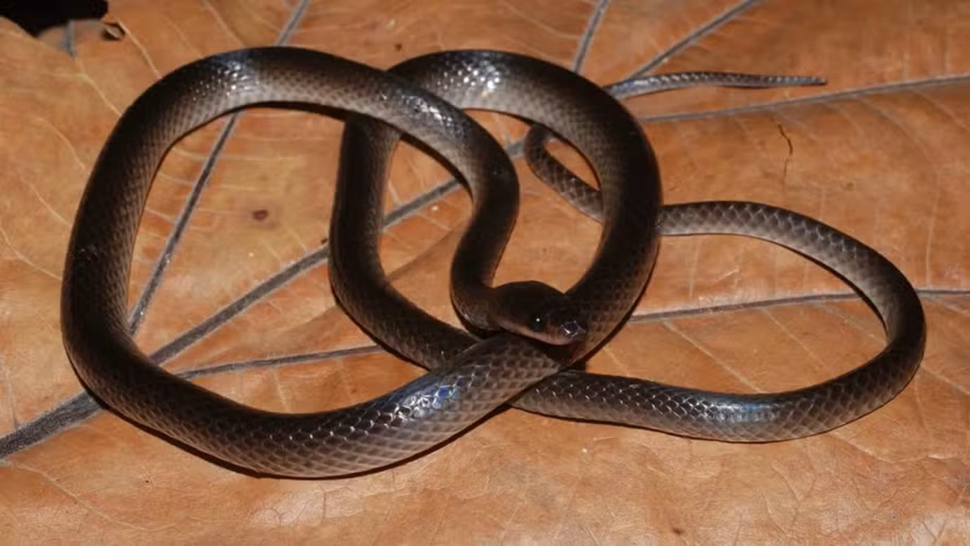 Cientistas descobrem nova cobra e fazem homenagem inusitada à lenda do rock
