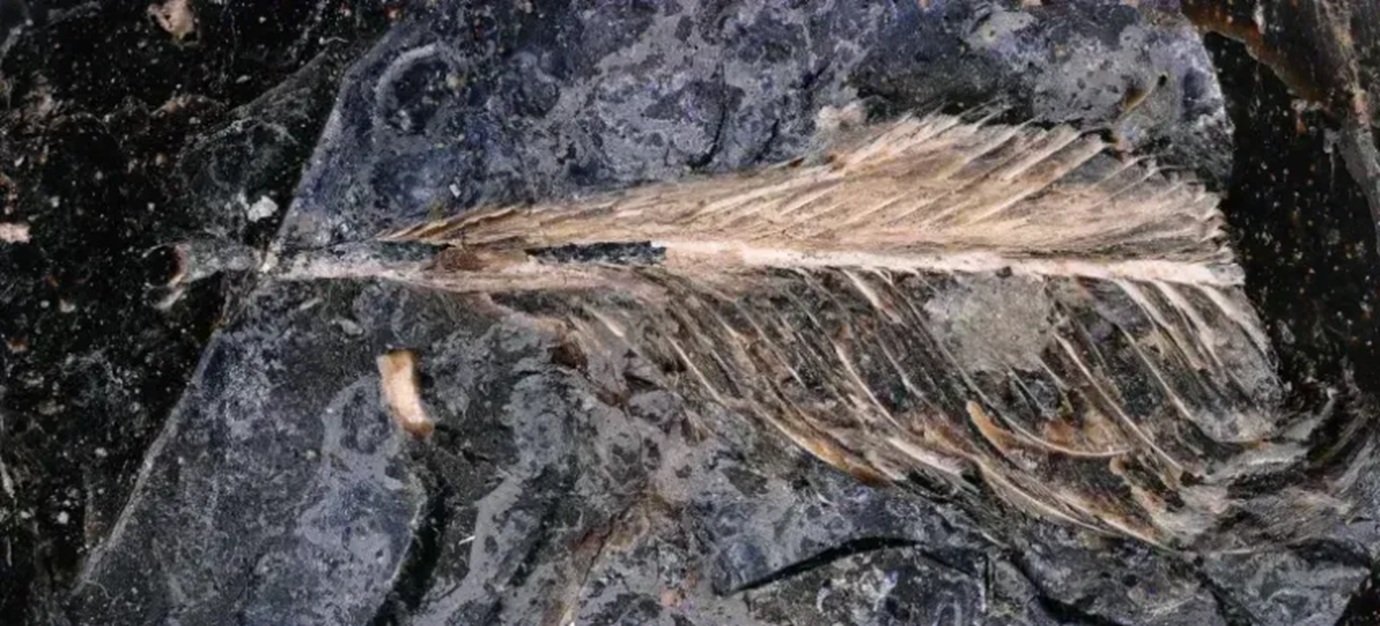Pena em fezes de dinossauro pode explicar como aves sobreviveram à extinção