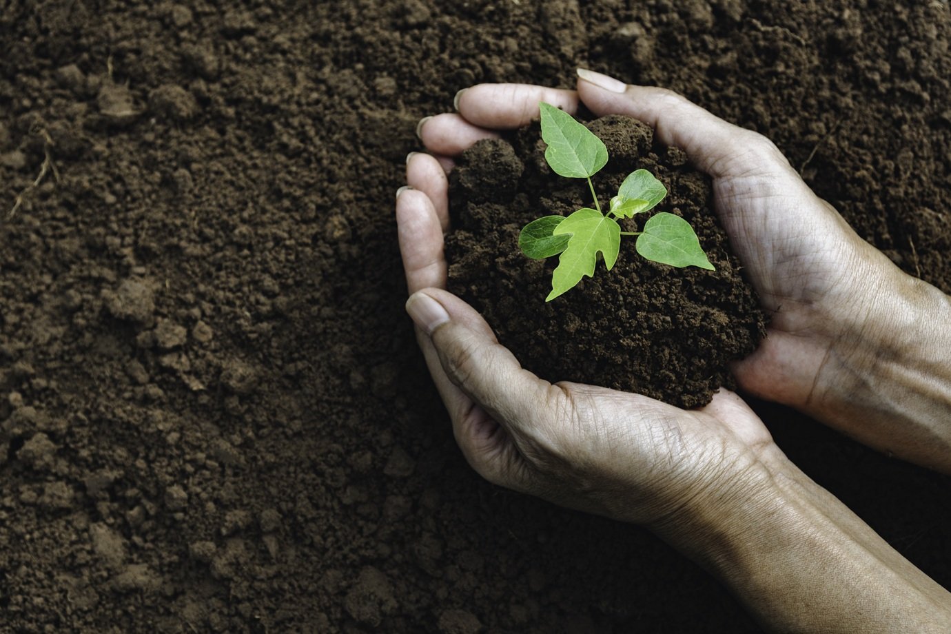 Como mexer na terra pode afetar a microbiota e a imunidade, segundo estudos