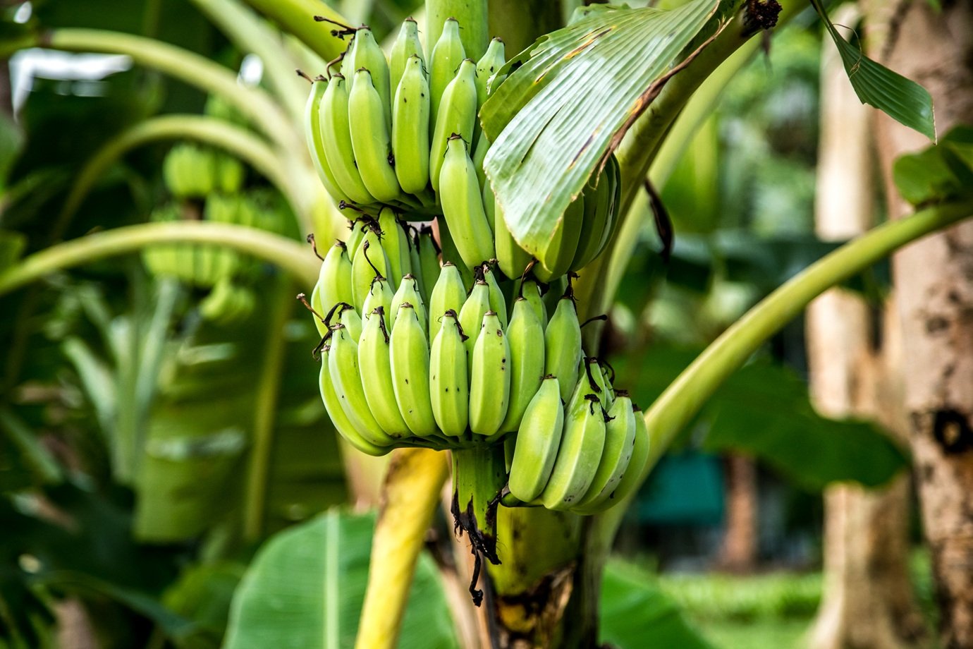 'Árvore contra a fome' pode alimentar milhões no mundo. Mas por que quase ninguém a cultiva?